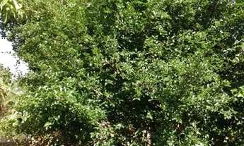 Imagem 7: CHACARA VENDO OU TROCO