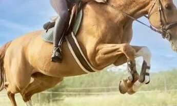 Imagem 4: Quintas São José Rio Negro Lotes 1500m² Tarumã. Requinte e Sofisticação é aqui