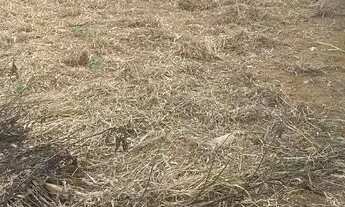 Imagem: Lote na 26 de setembro 400 mts fora de condomínio