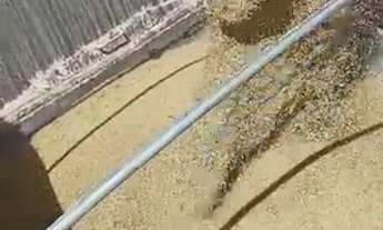 Imagem 11: 501 Alqs Arrendamento Disponivel Pra Soja Conceição do Araguaia PA