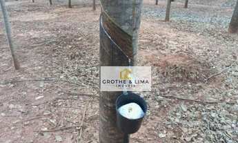 Imagem 7: Sítio todo em seringueira