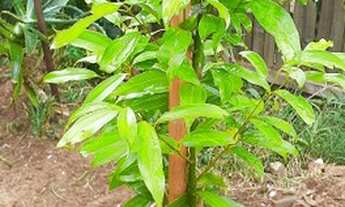 Imagem 3: TERRENÃO COM 2 CASAS SUPER LOCALIZADO!!