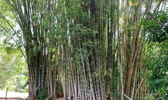 Imagem 3: Chacara 15.000m² no perimetro urbano de Almeida, riacho nos fundos