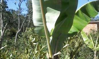 Imagem 6: Chácara Chácara com venda por R$35.000