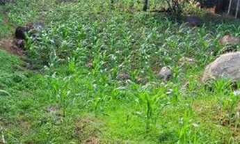 Imagem 2: Chácara Chácara com venda por R$75.000