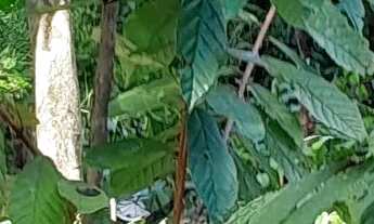 Imagem 5: Venda Terreno / lote com venda com preço sob consulta