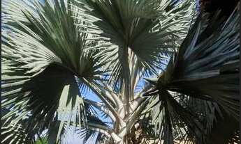 Imagem 4: Explendida Mansão 1.200m² Totalmente Mobiliada c/ 5 Suítes no Condominio Aristocrático