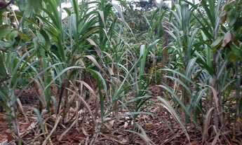 Imagem 7: Sítio à 9km de Laje/Ba