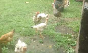 Imagem 3: Sítio 250 x 1.000 na AM 010 km 127 205.800,00