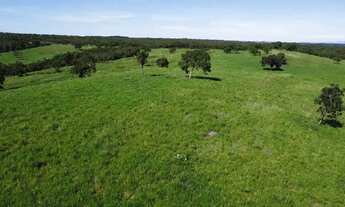 Imagem 3: Fazenda c/ 2.097he e 1.450he formados, 6km da BR, Jangada-MT