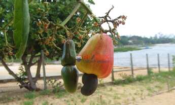 Imagem 7: Casa com 6 dormitórios à venda, 300 m² por R$ 1.300.000,00 - Bom Fim - Nísia Floresta/RN