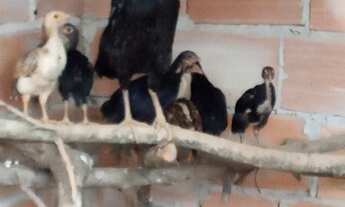 Imagem 2: Vendo casa em mateus leme 45mil