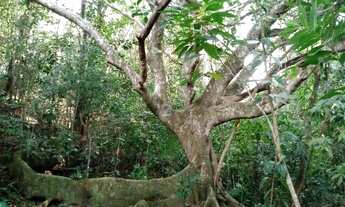 Imagem 2: Chácara em Senador Canedo- Go