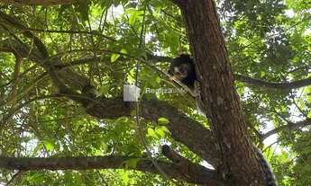 Imagem 4: Locação Casa com 3 dormitórios