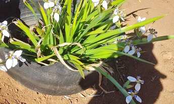 Imagem 4: Chácara condomínio Estância Bela Vista
