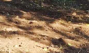 Imagem 4: Sítio / Chácara para Venda em Nova Petrópolis, Linha Riachuelo