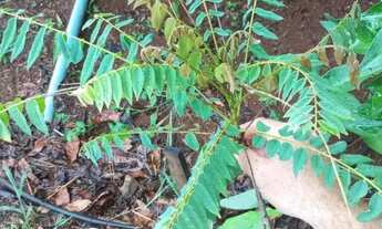 Imagem 7: Vendo ótimo sítio ESCRITURADO E REGISTRADO em nova Petrópolis