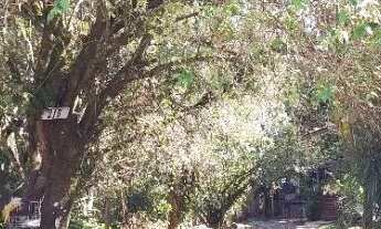 Imagem 6: Excelente terreno com bosque no bairro São Lourenço com 5.427 m2