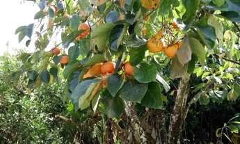 Imagem 2: Chácara em Rua José Ruiz Martins - Mogi das Cruzes - Mogi das Cruzes/SP