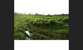 Imagem 5: Vende-se Sitio 16 alqueires