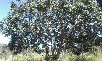 Imagem 4: Chácara Chácara com venda por R$35.000