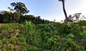 Imagem 4: Sítio 3,5 alqueires Plano ( Willian Ricardo