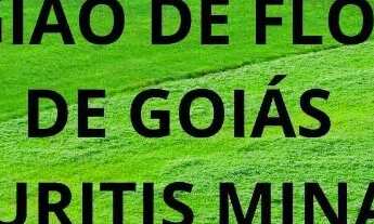 Imagem 2: Fazenda em Flores Goiás divisa com Buritis minas 31 alqueires dupla aptidão documentada