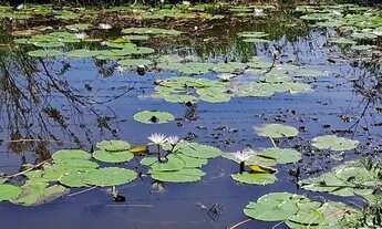 Imagem: Vendo Imóvel Rural - Capivari/Duque de