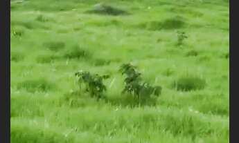 Imagem 3: Agricultura ou Pecuária Fazendinha Entre Janaúba e Montes claros.