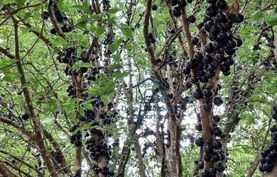 Imagem 8: Chácara com 3 dormitórios à venda, 1347 m² por R$ 959.000,00 - Parque Ana Helena - Jaguari