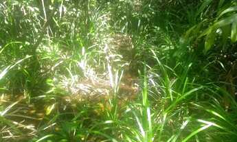 Imagem 7: Terreno 30.000m2