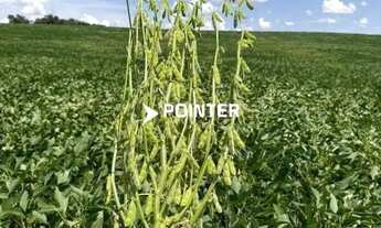 Imagem 2: Fazenda á venda com 1.742 hectares em Doverlândia - Goiás