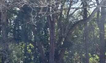 Imagem: Excelente terreno com bosque no bairro São