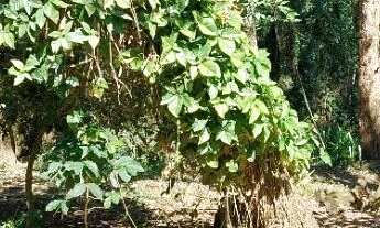 Imagem 7: Excelente terreno com bosque no bairro São Lourenço com 5.427 m2