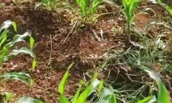 Imagem 4: Chácara no Santa Barbara 13k de montes claros entrada do posto Barral 2 km de chão perto