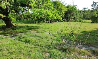 Imagem 4: Fazenda Mazagao 600 ha