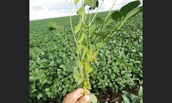 Imagem 4: Fazenda à venda, 6100 Hectares por R$ 770.000 - Zona Rural - Nova Maringá/MT