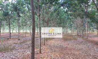 Imagem 6: Sítio todo em seringueira