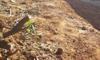 Imagem 2: Terreno Castelinho 75 mil