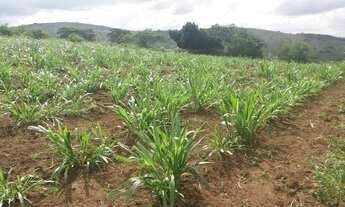 Imagem 6: Vende-se fazenda em Brejoes x Ubaíra