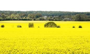 Imagem: AF - Fazenda entrada 16.500