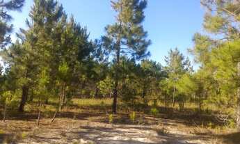 Imagem 2: 1246 hactares - Mostarda RS - cód 70