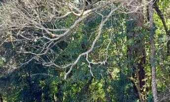 Imagem 4: Excelente terreno com bosque no bairro São Lourenço com 5.427 m2