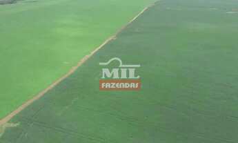 Imagem: Fazenda 255 Alqueires (1.234 Hectares) Palmas