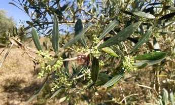 Imagem 4: Sítio com 1 dormitório à venda, 198000 m² por R$ 5.645.000,00 - Pinhal Novo - Lorena/SP