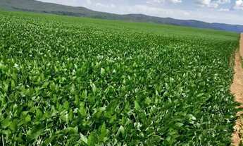 Imagem 6: Fazenda de 350 alqueires, (840 hectares), na regiao do Município de Ipameri Goia