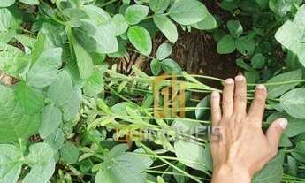 Imagem 3: Fazenda à venda, 6100 Hectares por R$ 770.000 - Zona Rural - Nova Maringá/MT