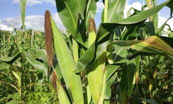 Imagem 6: Mini Chácara Chácara com venda por R$50.000