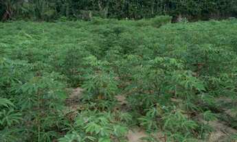 Imagem 7: Terreno bem localizado com igarapé