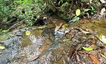 Imagem 2: 2 Hectares Com Riacho Cristalino